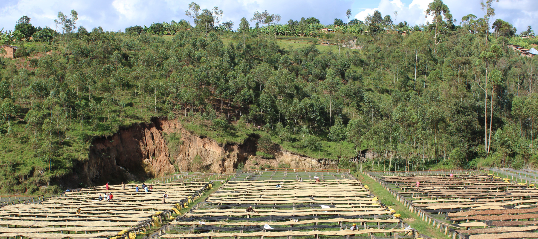 Drying tables at the Kibingo washing station in Northern Burundi
