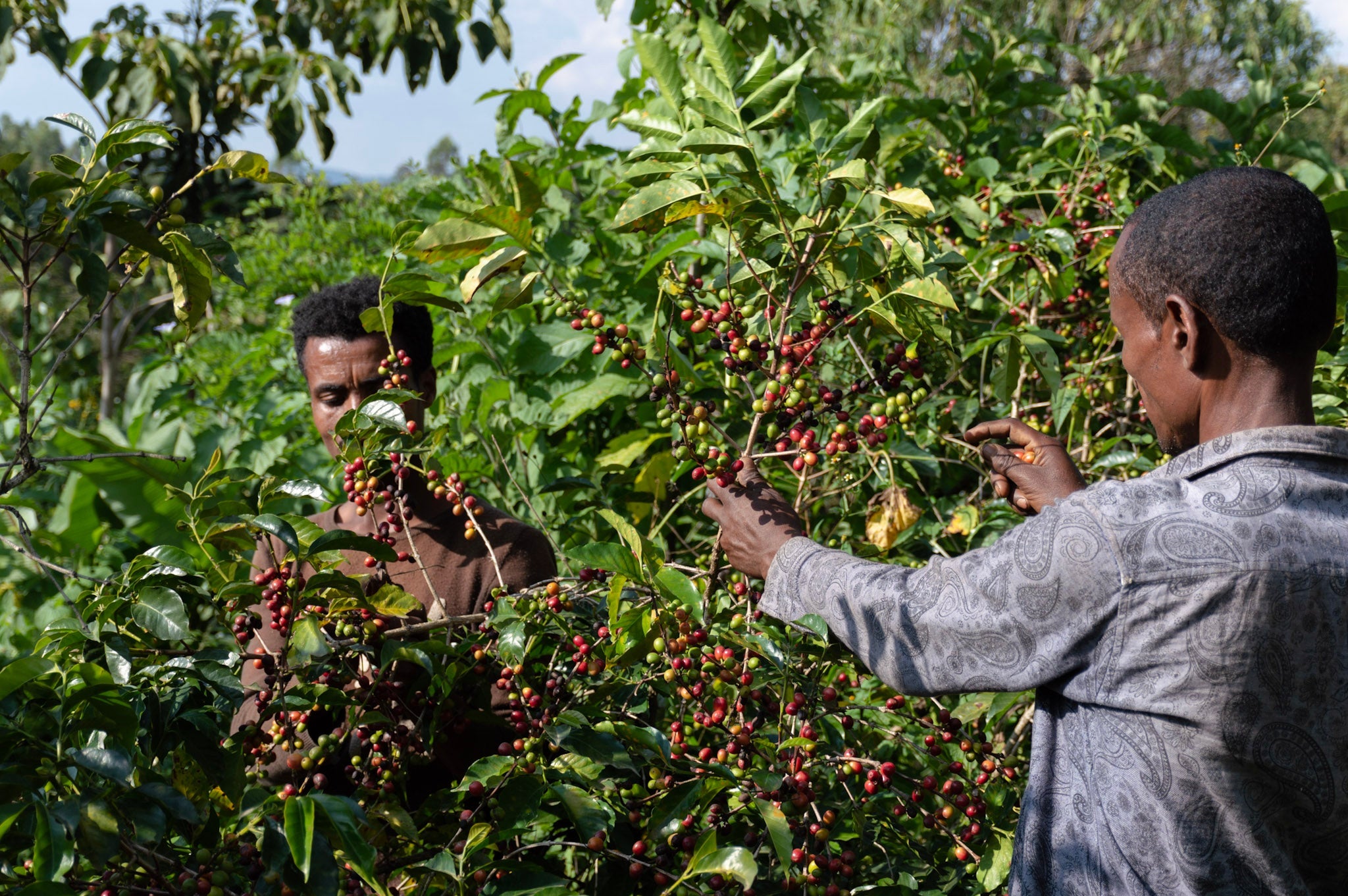 Two men harvesting coffee in Sidama, Ethiopia.