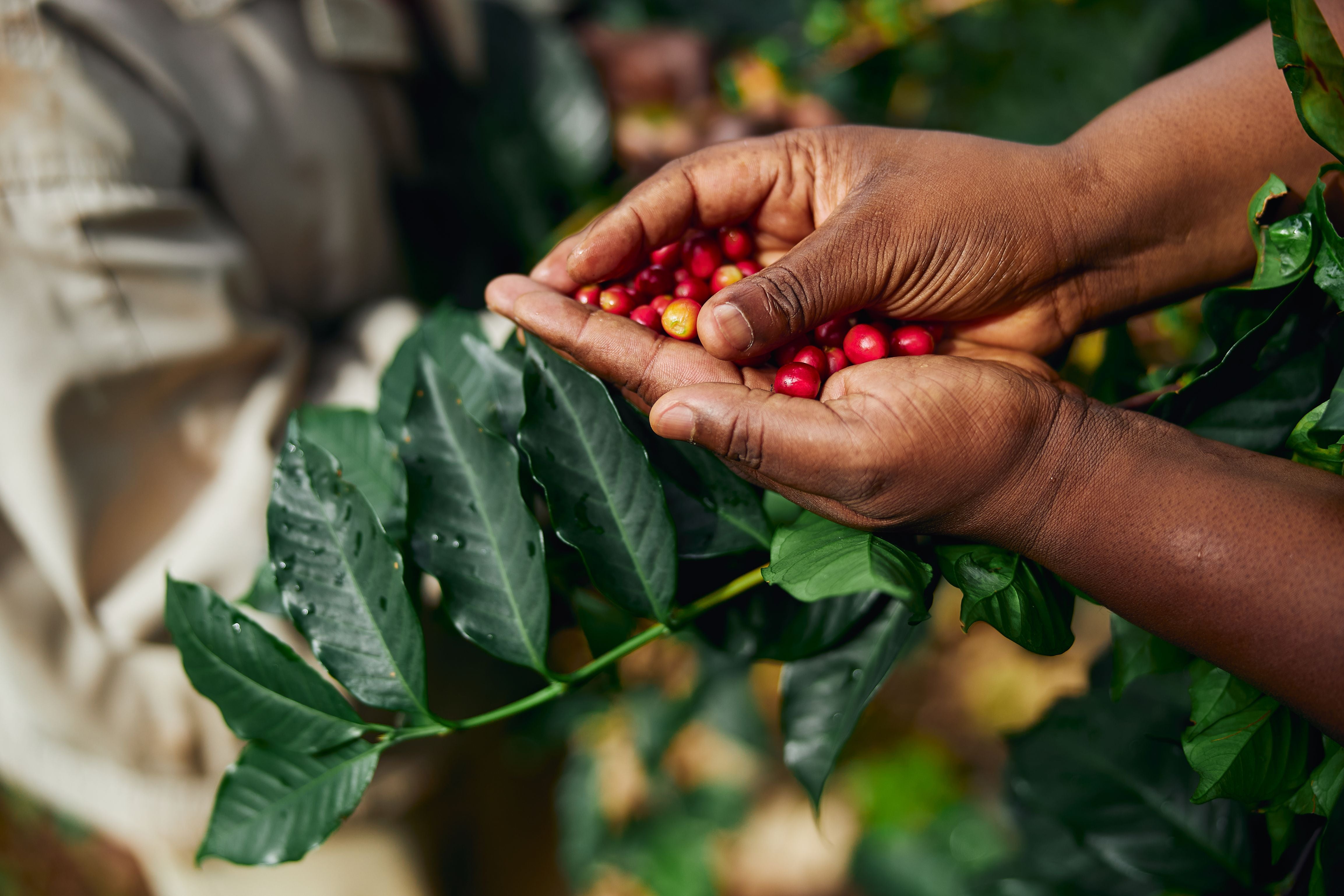 A farmer with fresh robusta cherries in his hands