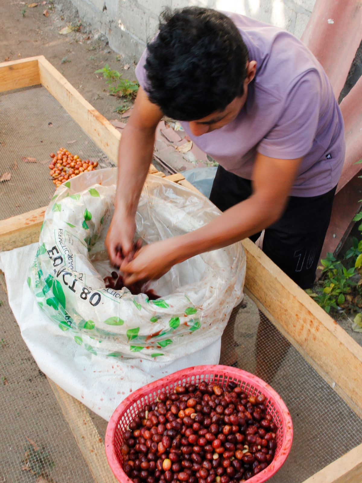 Person sorting coffee beans into a bag with a red container of beans nearby.