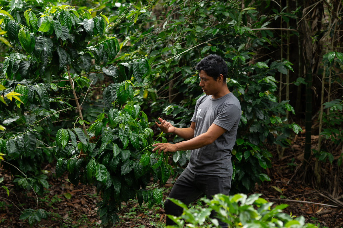 Coffee growing under shade in Chiapas