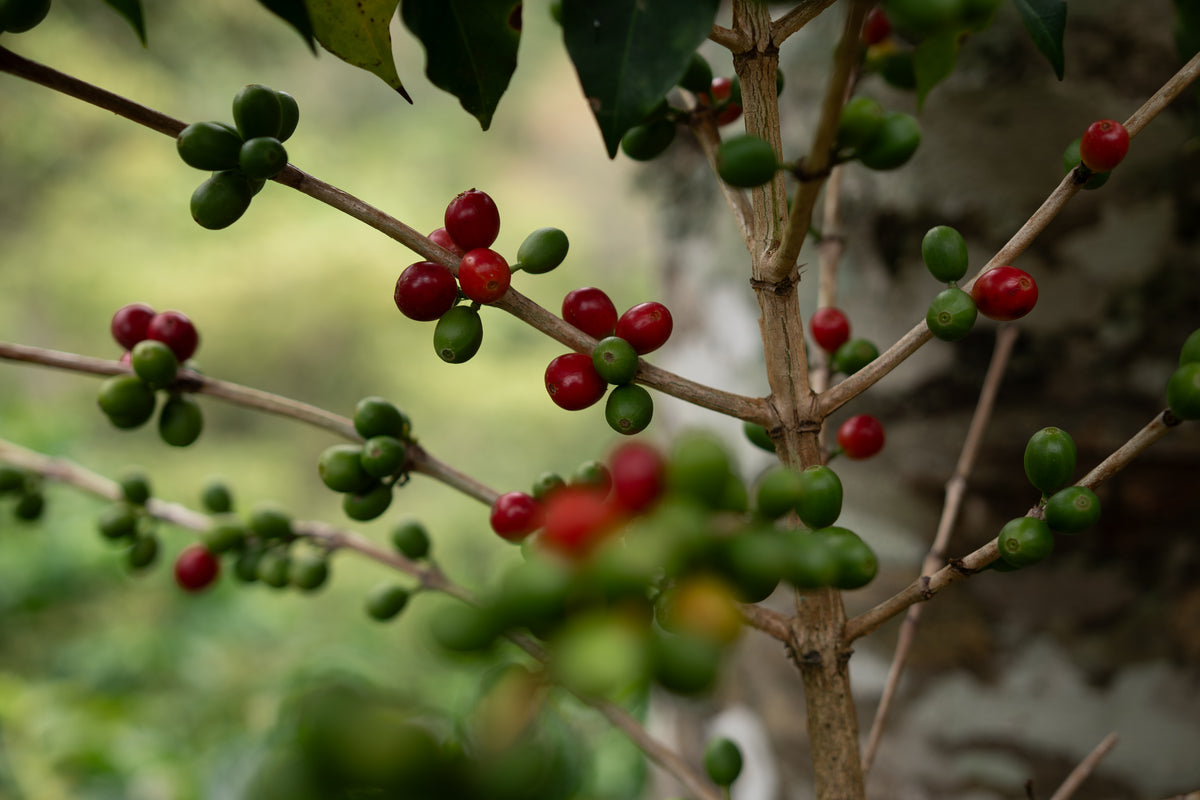 Ripe red Maragogype cherries on a coffee branch