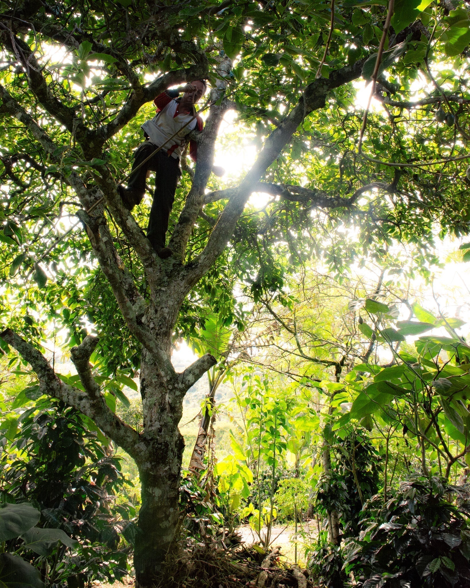 Under the Canopy: Shade, Sun and Why Context Matters