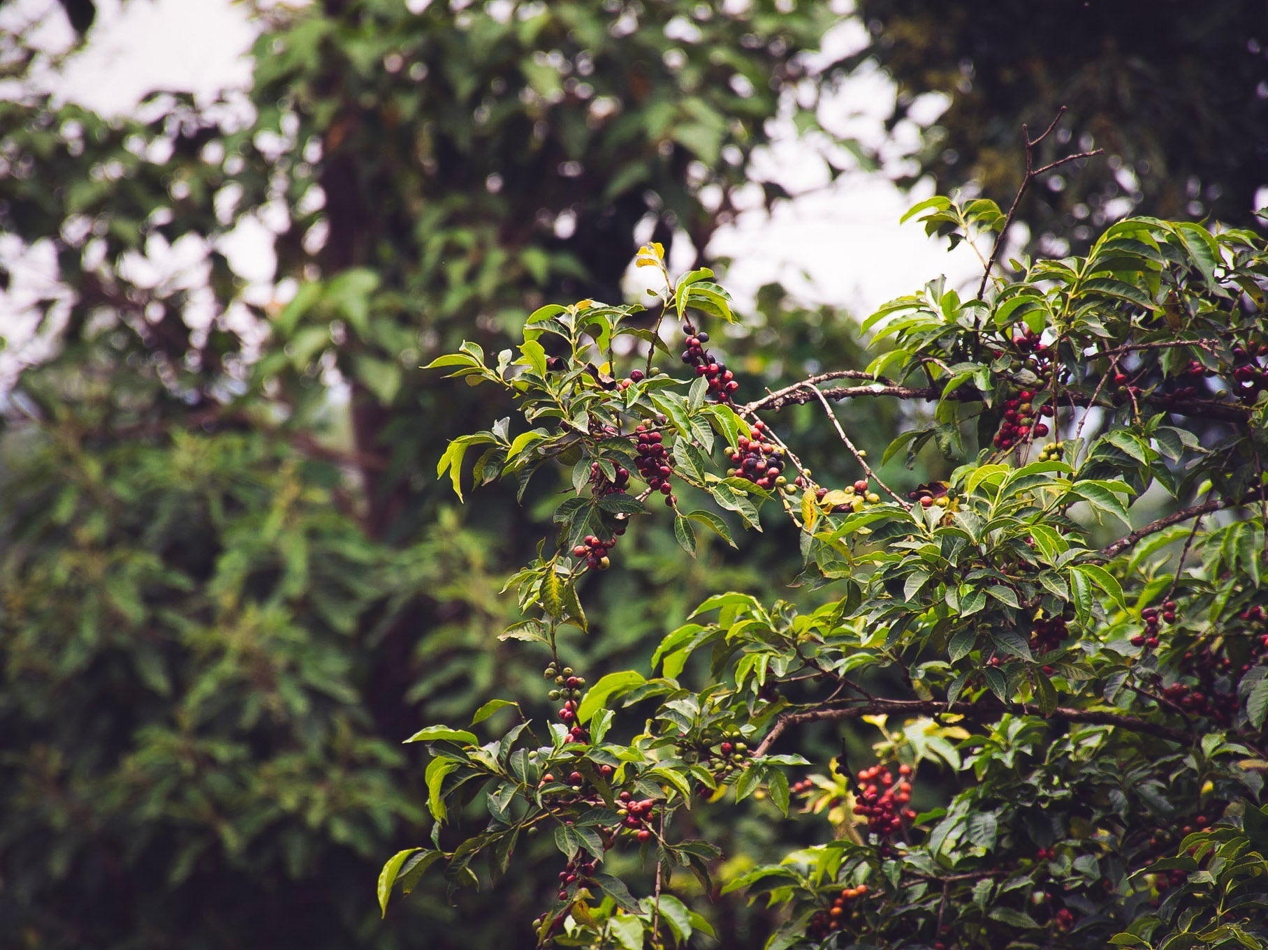 Wild heirloom coffee in Ethiopia