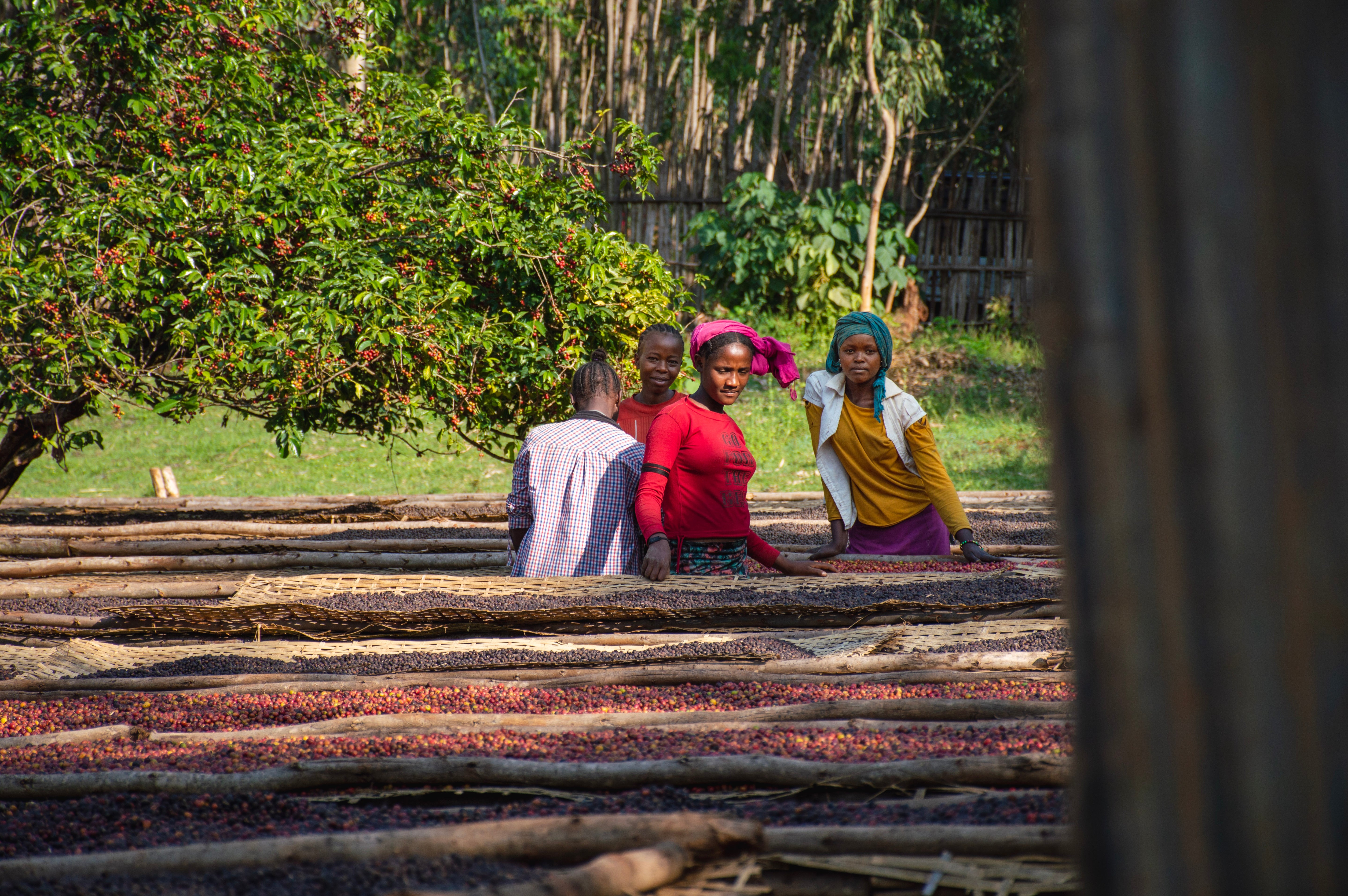 Four women standing by a raised coffee drying bed sorting dried cherries