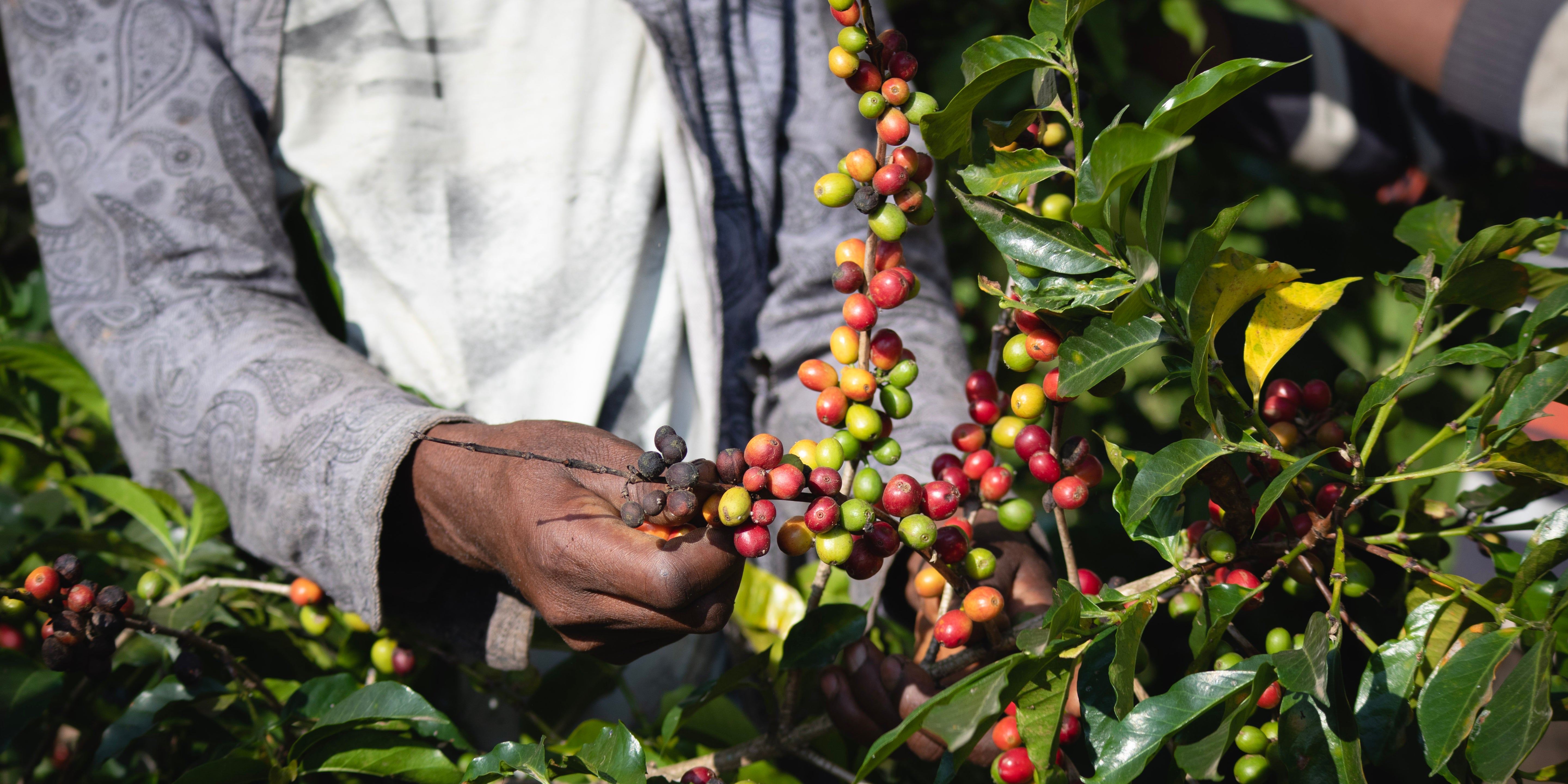 Care is taken that only the ripe coffee cherries are picked