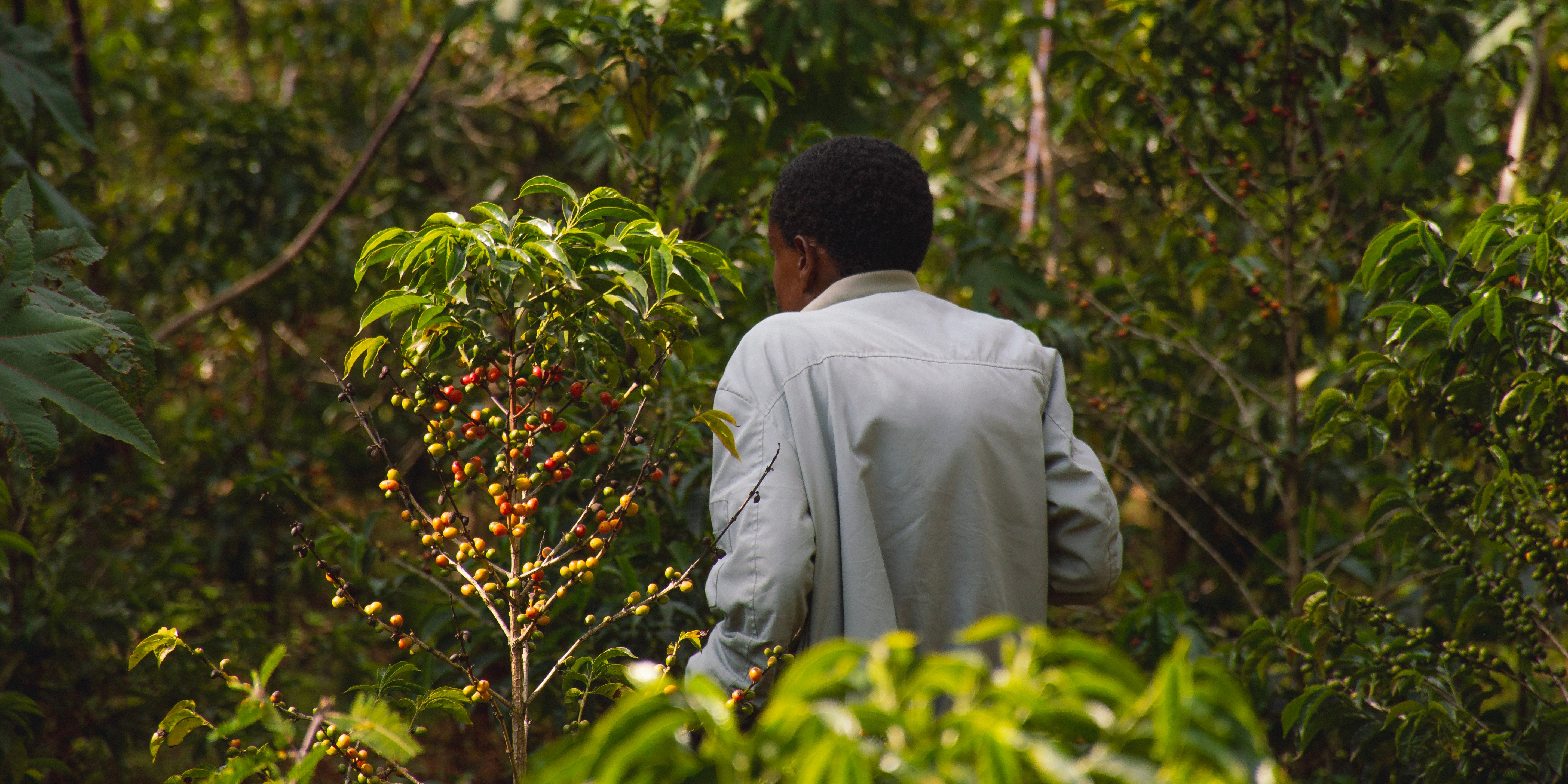 As day fades, the future of Ethiopian coffee continues to grow