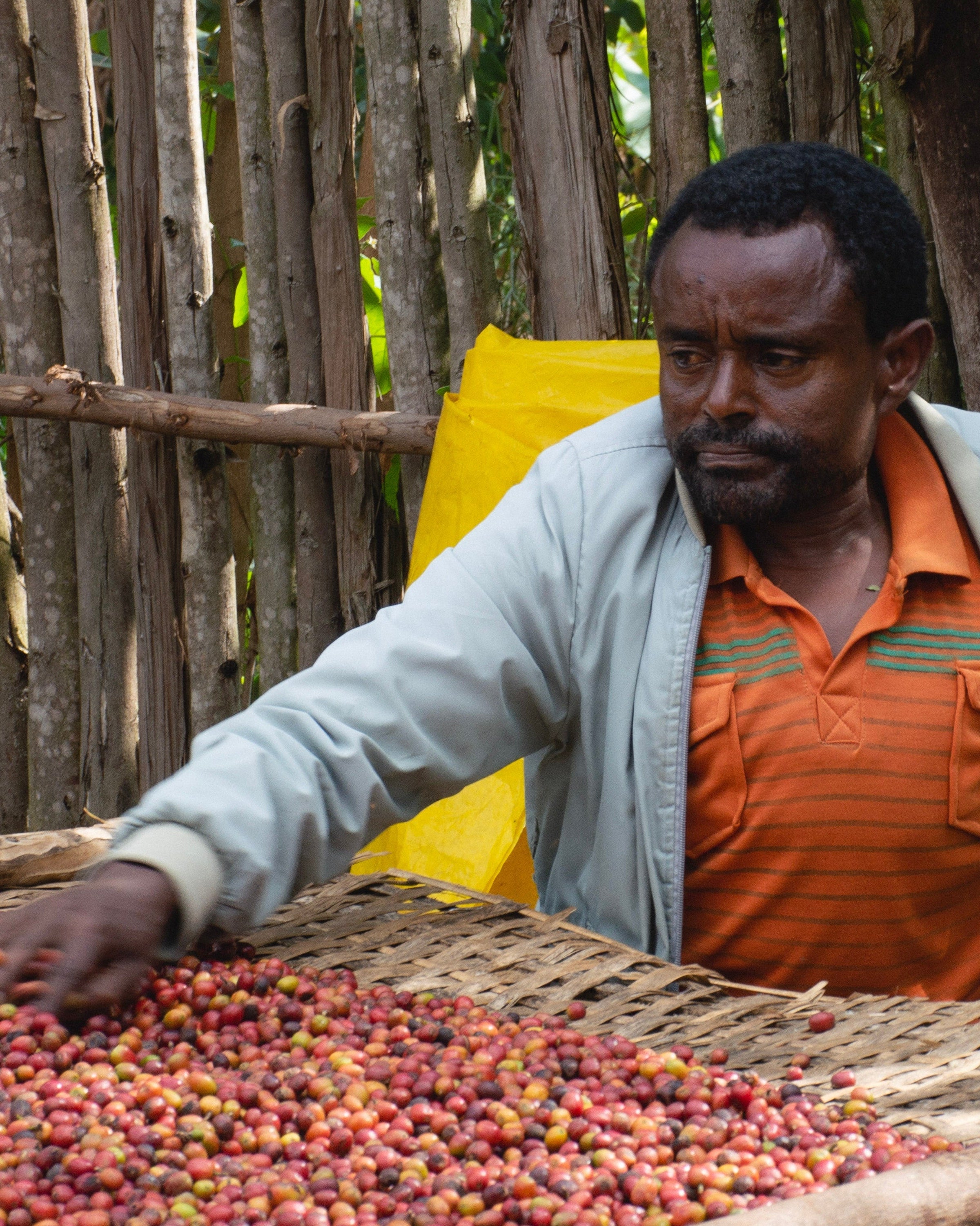 Nasir is standing by one of his drying tables inspecting the coffee