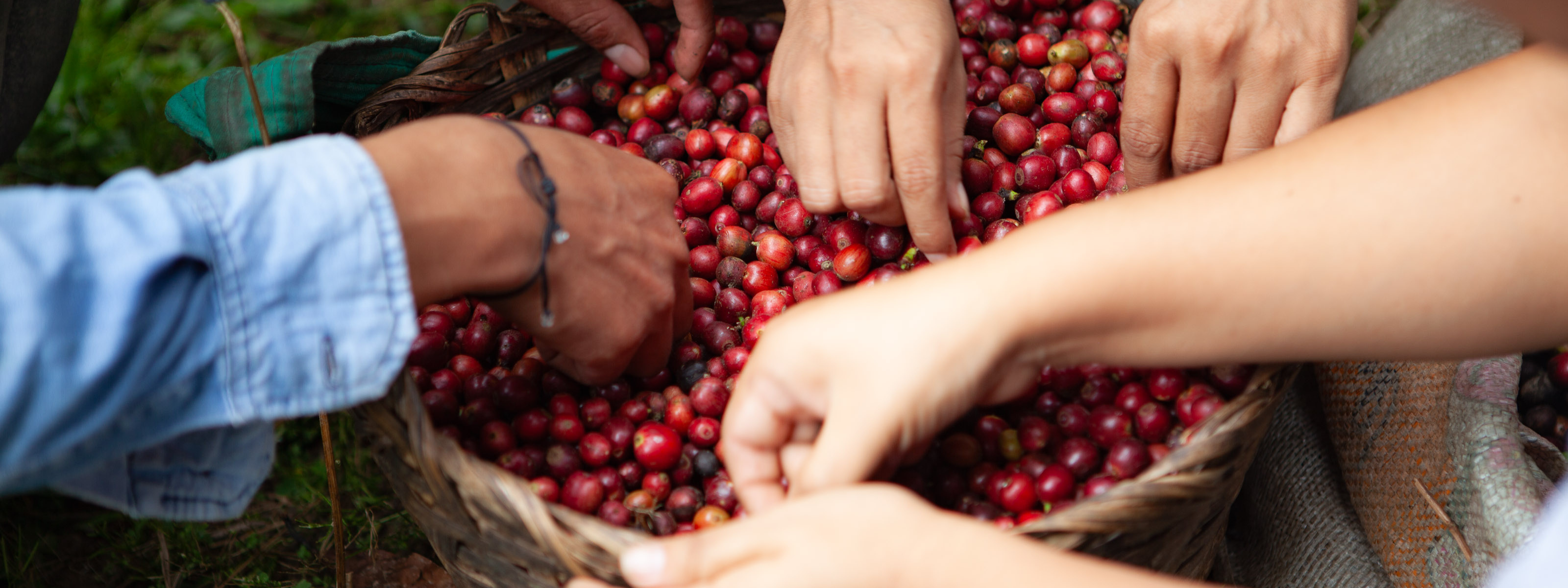 Hands picking red red coffee cherries from a basket with a natural background