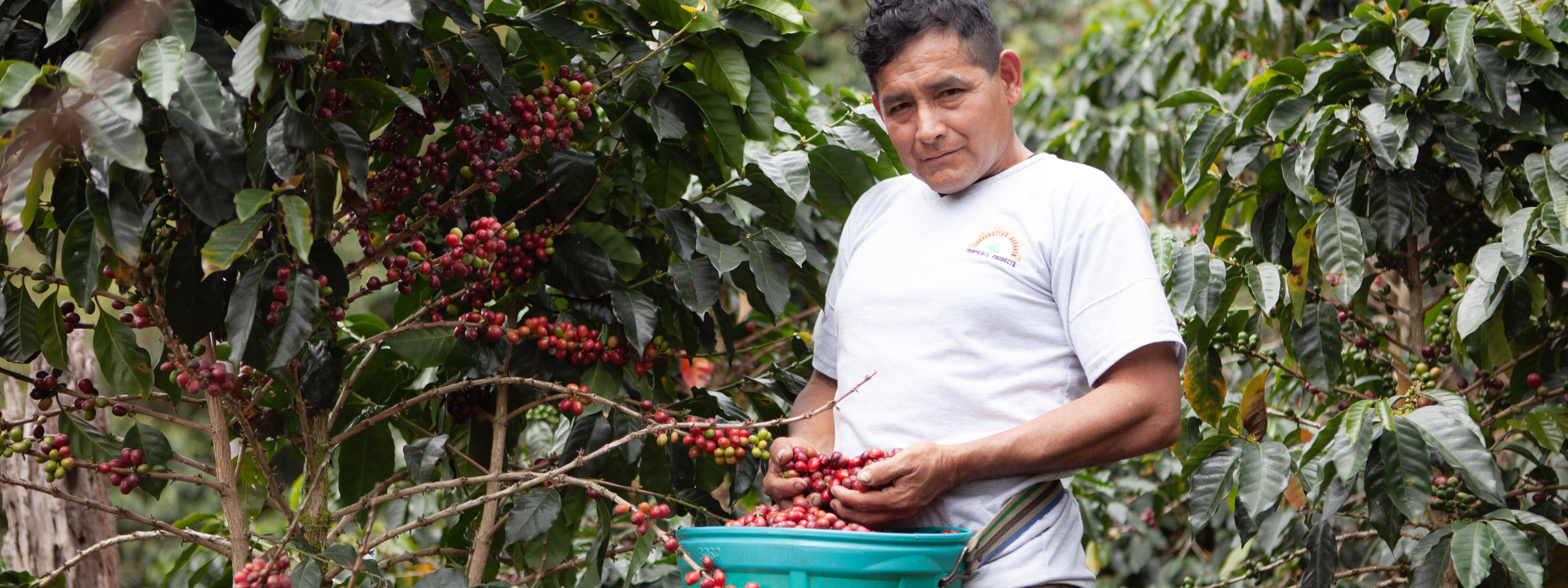 Man holding a bowl of coffee cherries in a coffee plantation