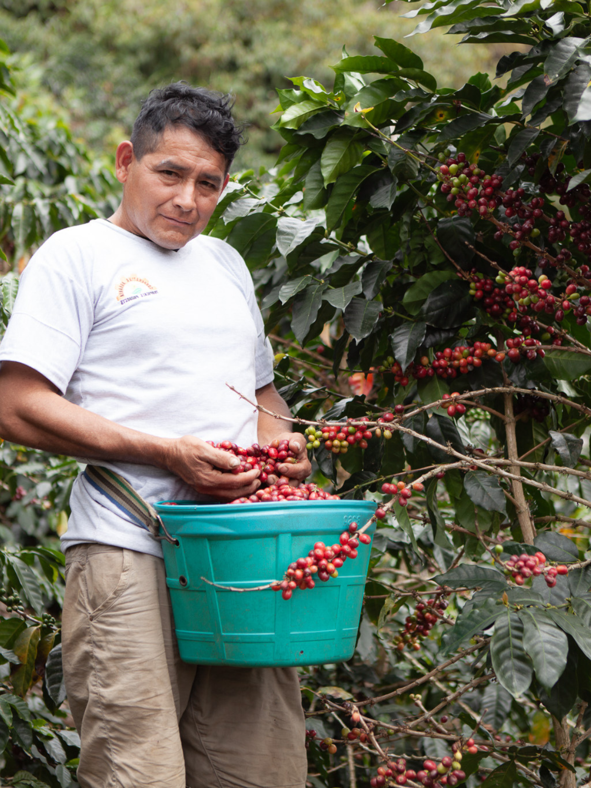 Man holding a teal bucket filled with red coffee berries amidst coffee plants.