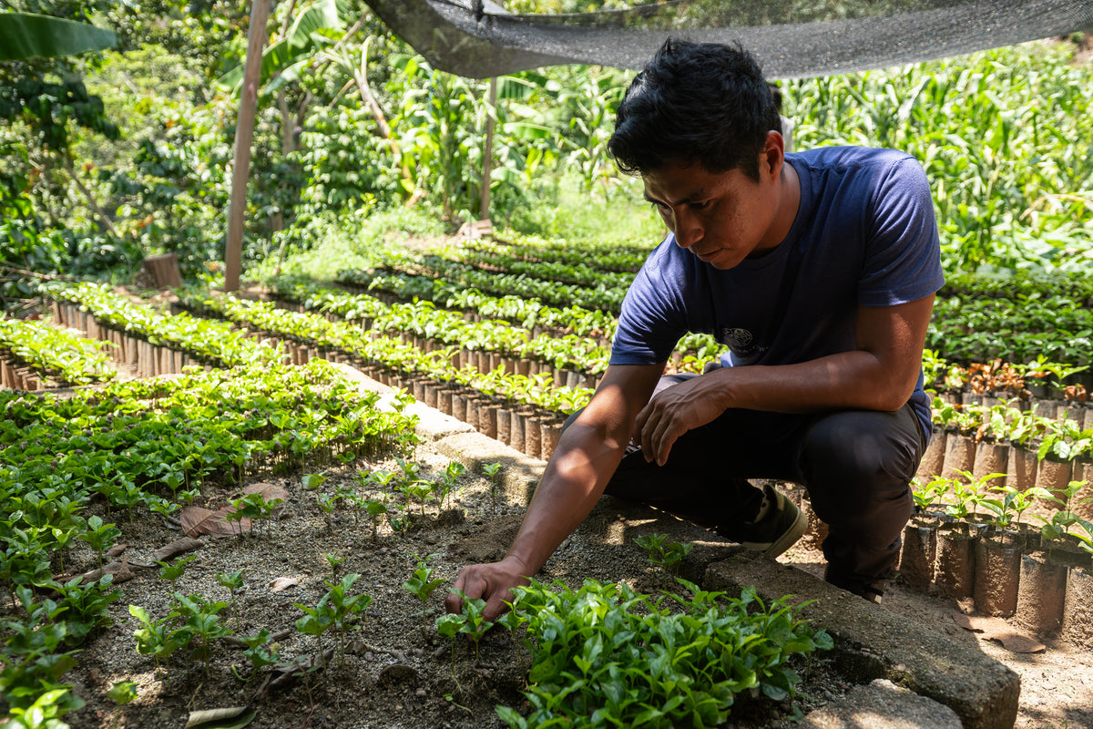 Seedling care in Beneficio Edelmira's coffee nursery