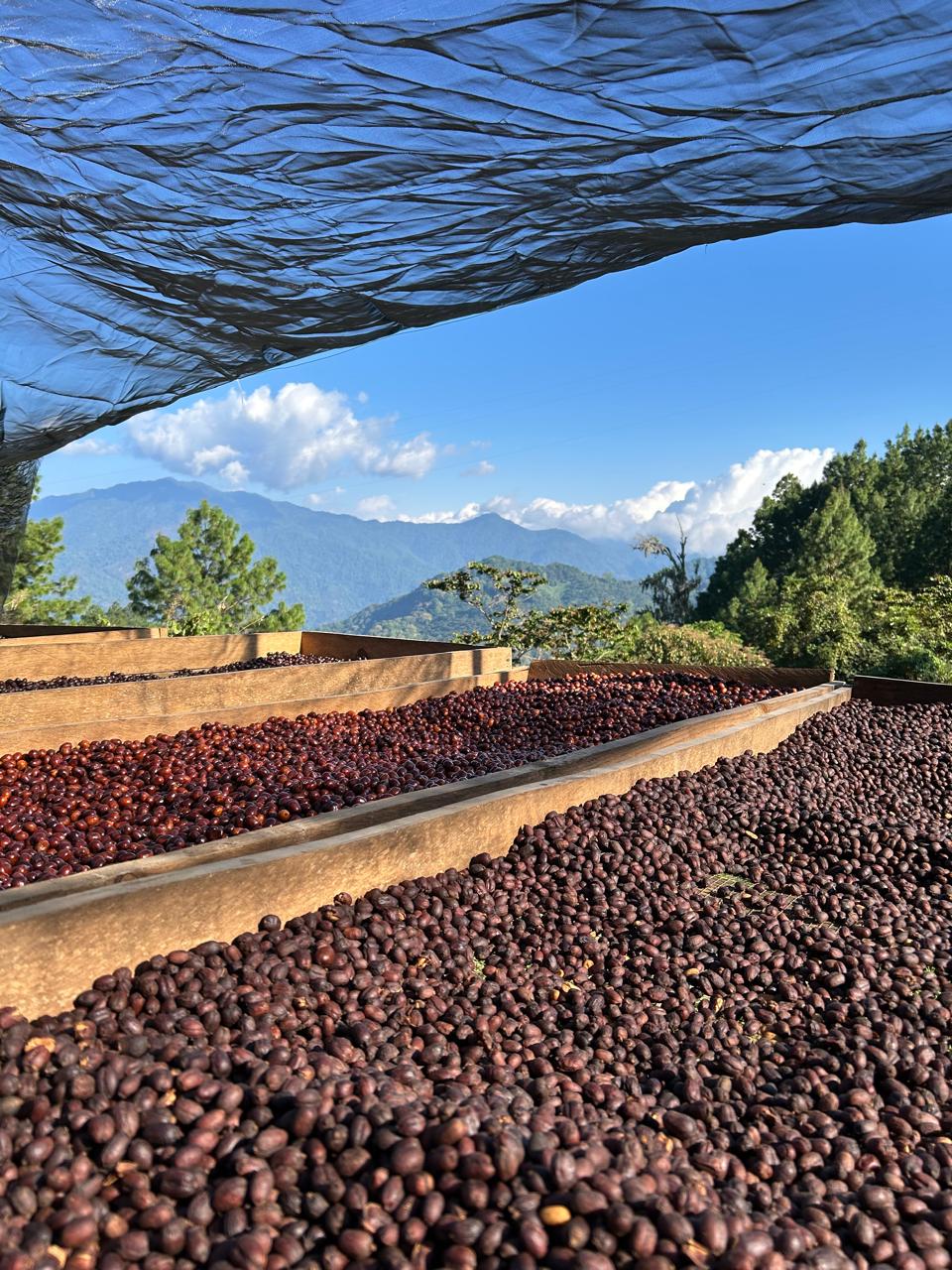 Whole coffee cherries drying on raised beds at Beneficio Edelmira