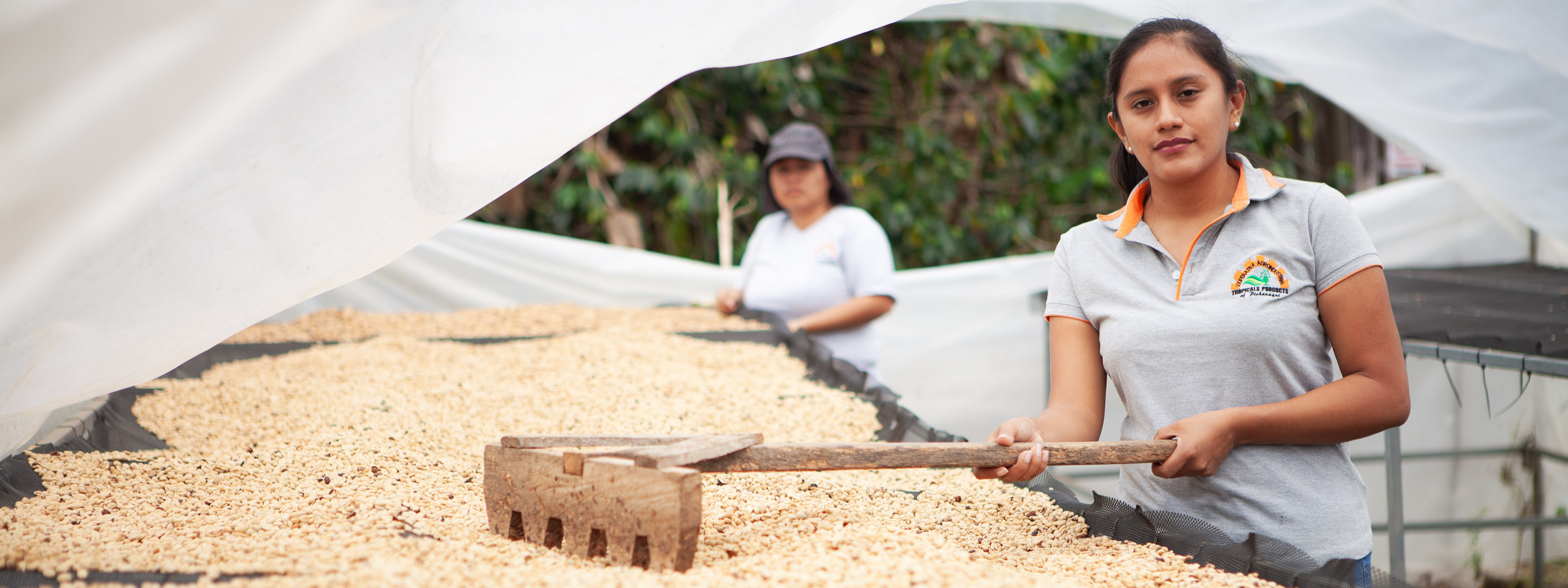 Two women working with coffee beans in a greenhouse setting.