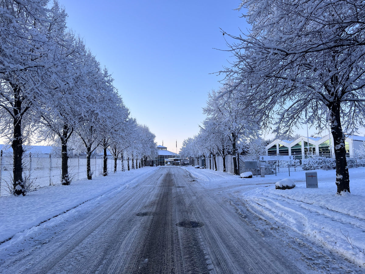 Snow-covered avenue leading towards the Amokka roastery