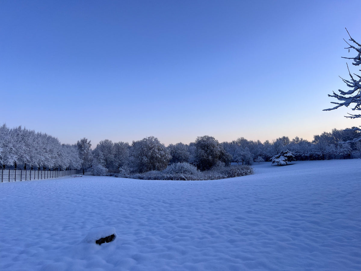Snow-covered garden and trees outside the Amokka roastery